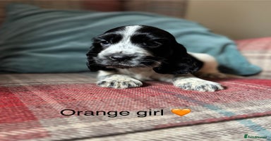 Cocker Spaniel dogs - Advert 6