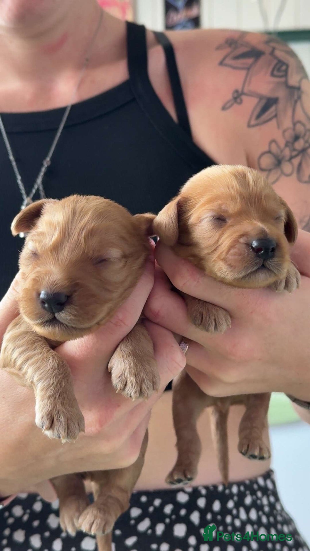 Cockapoo dogs for sale: Beautiful F1 Cockapoos  - Image 4