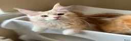 Maine Coon cats for sale: GCCF pedigree female Maine Coon kittens  - Advert 8