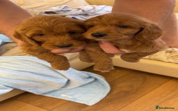 Cockapoo dogs for sale: F1 Cockapoo pups for sale  - Image 15