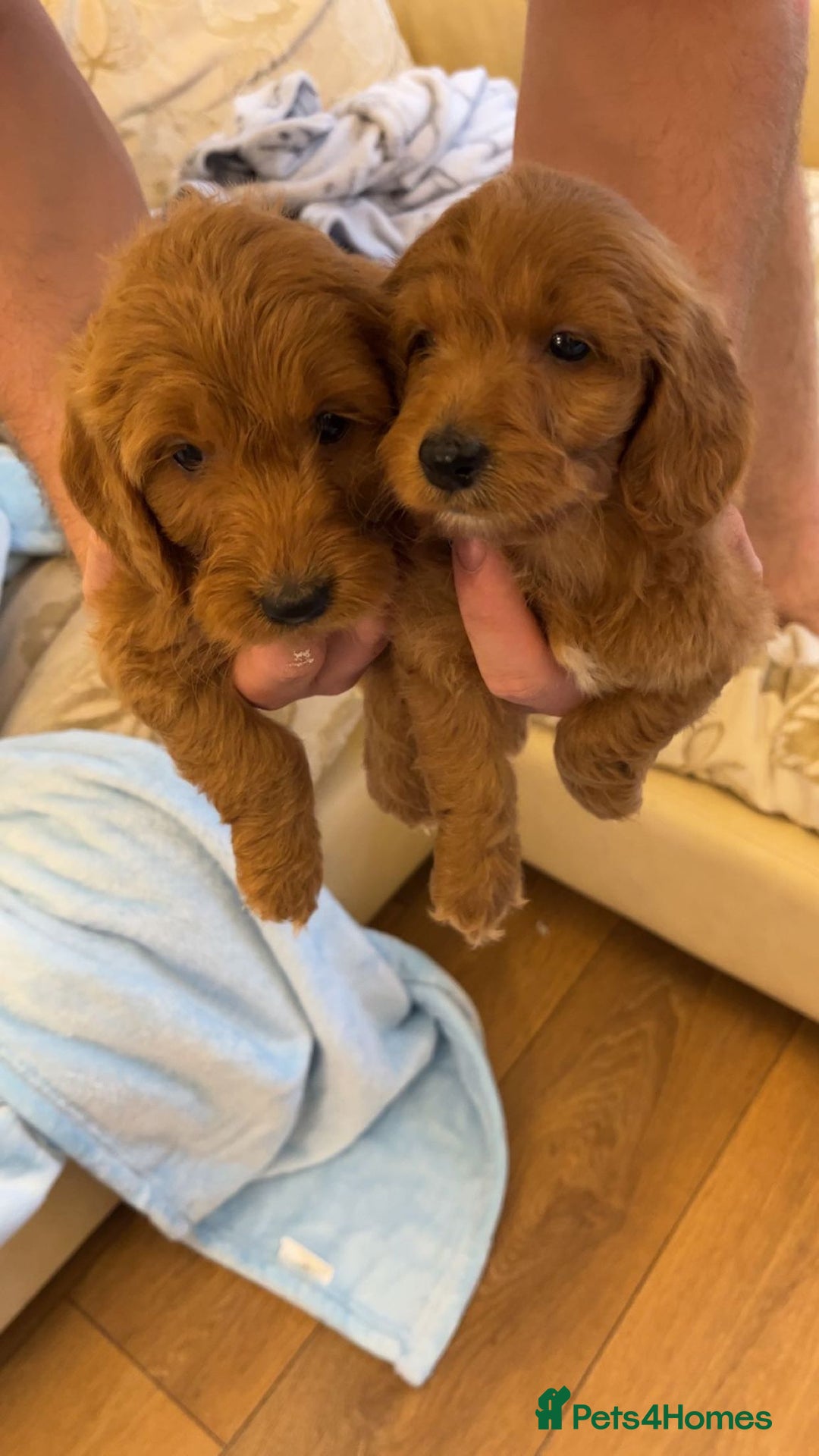 Cockapoo dogs for sale: F1 Cockapoo pups for sale  - Image 15