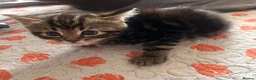 Mixed Breed cats for sale: Kittens  - Advert 31