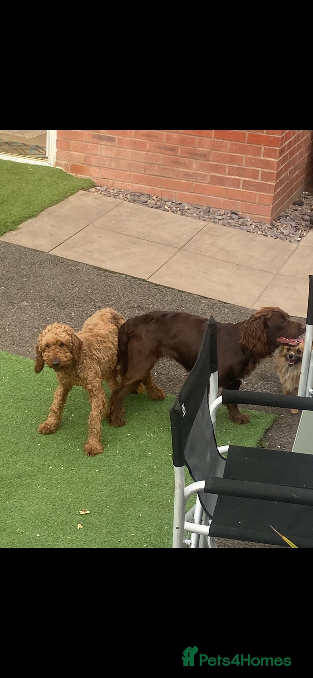 Cockapoo dogs for sale: Cockapoo puppy’s boys/girls - Image 16