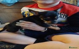 Chihuahua dogs for sale: 3 beautiful chihuahua puppies - Image 7