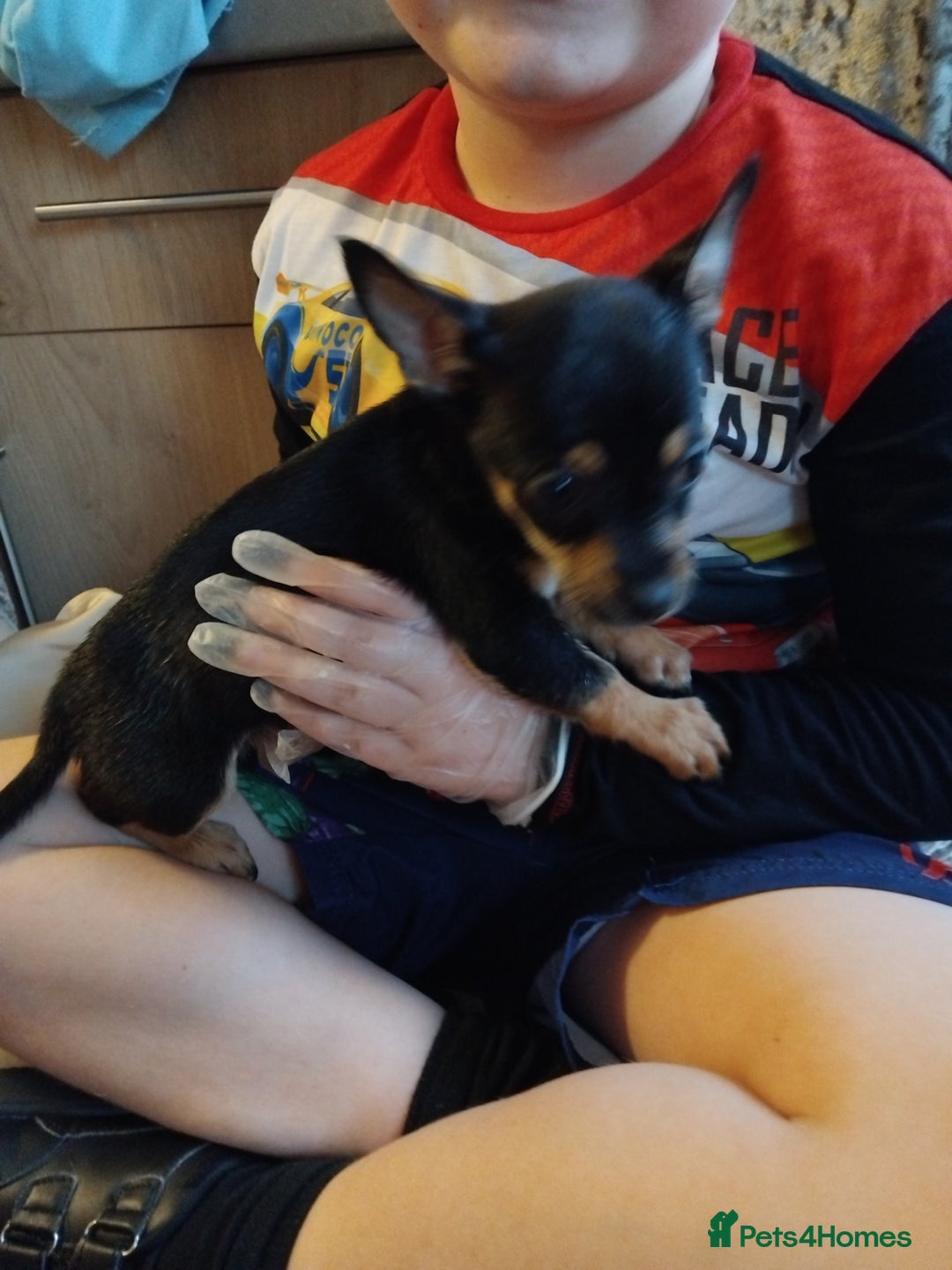 Chihuahua dogs for sale: 3 beautiful chihuahua puppies - Image 7