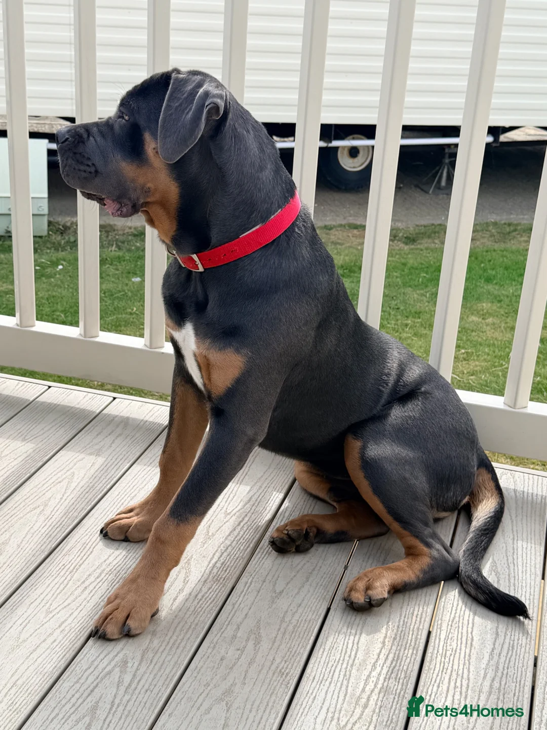 Cane Corso dogs for sale: Cane corso  - Advert 3