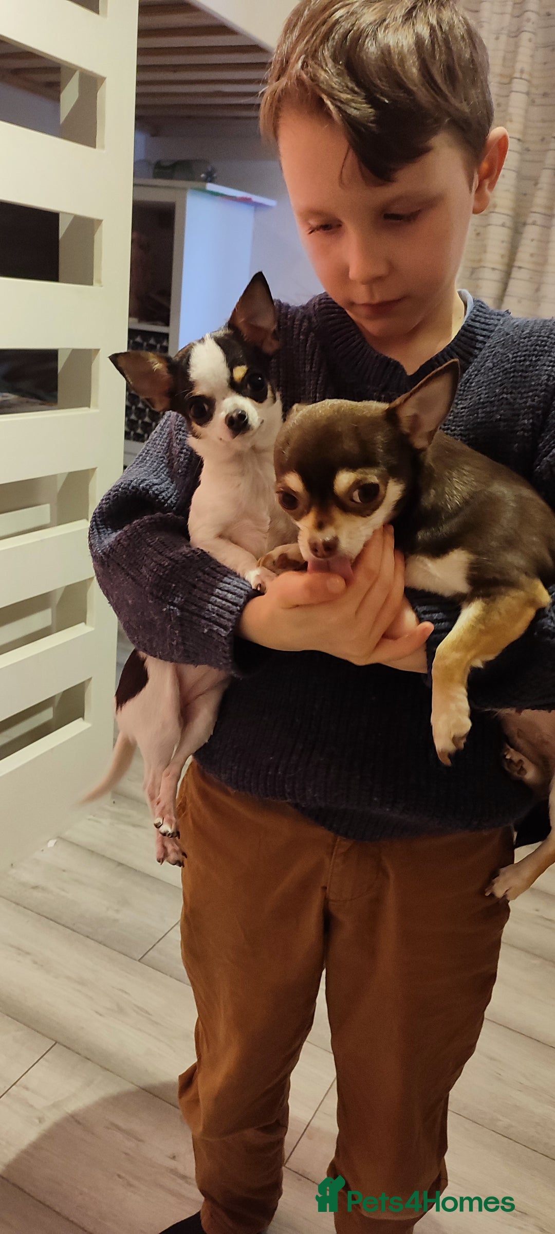 Chihuahua dogs for sale:  Tiny dog chihuahua - Advert 10