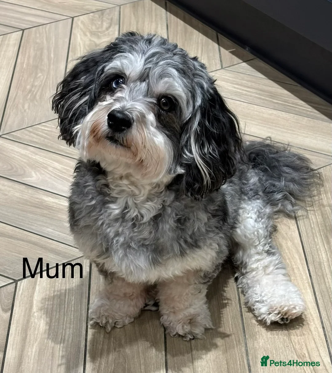 Maltipoo dogs for sale: 💎 Adorable Maltipoo Puppies ❤️ - Advert 19