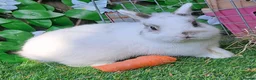 Continental Giant rabbits for sale: PURE HEALTHY Continental Giants PROVEN FOR STUD🐰  - Advert 21