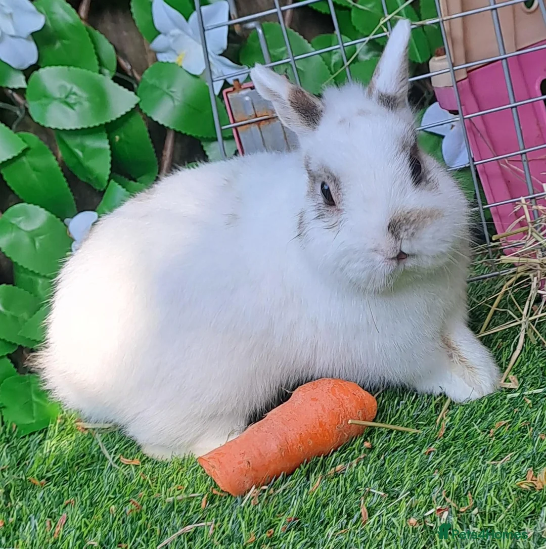 Continental Giant rabbits for sale: PURE HEALTHY Continental Giants PROVEN FOR STUD🐰  - Advert 21