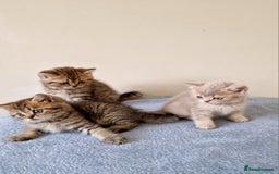 British Shorthair cats for sale: 3 beautiful british shorthair kittens 🥰 - Image 15