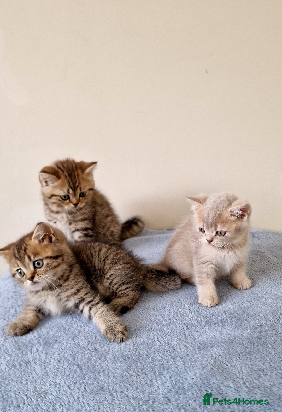 British Shorthair cats for sale: 3 beautiful british shorthair kittens 🥰 - Image 15
