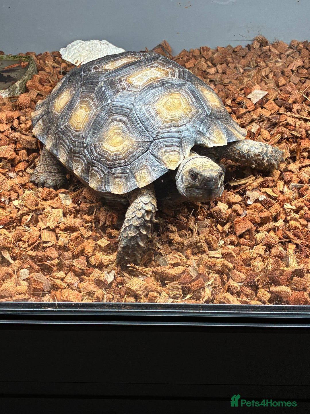 Tortoise reptiles for sale: Burmese Brown Mountain Tortoise - Advert 1