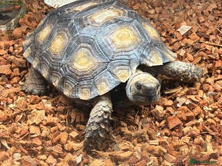 Tortoise reptiles Burmese Brown Mountain Tortoise - Advert 15