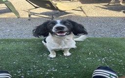 Cockerdor dogs for sale: Labrador x spaniels  - Image 4