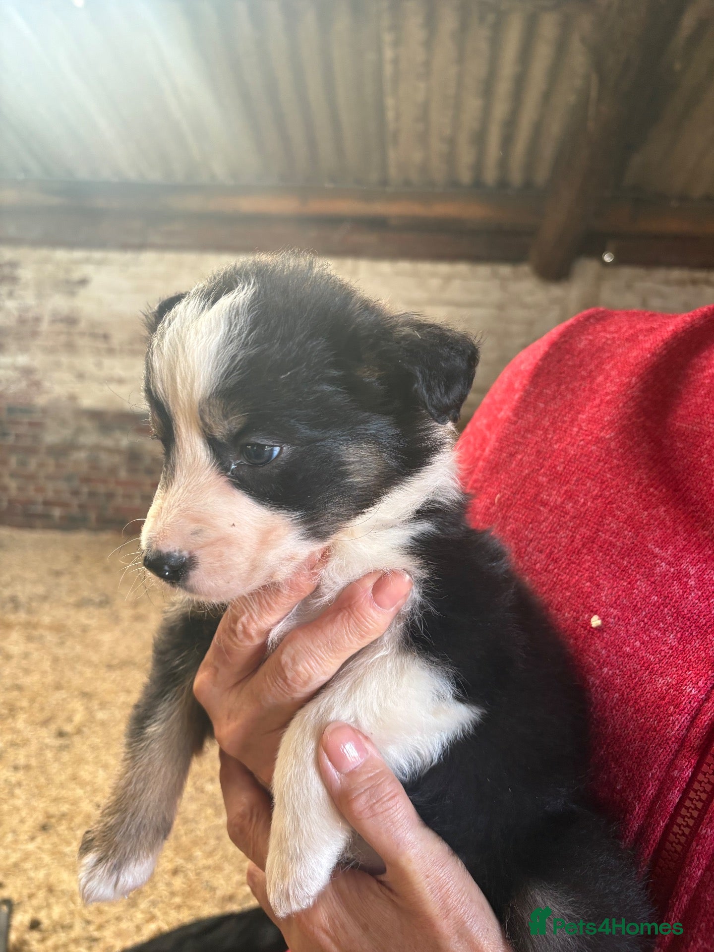 Border Collie dogs Farm Bred Border Collie puppies  - Advert 1