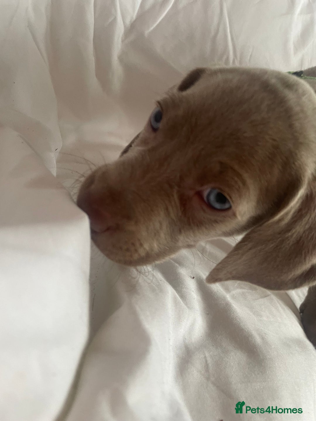 Weimaraner dogs for sale: KC registered Silver puppies - Advert 23