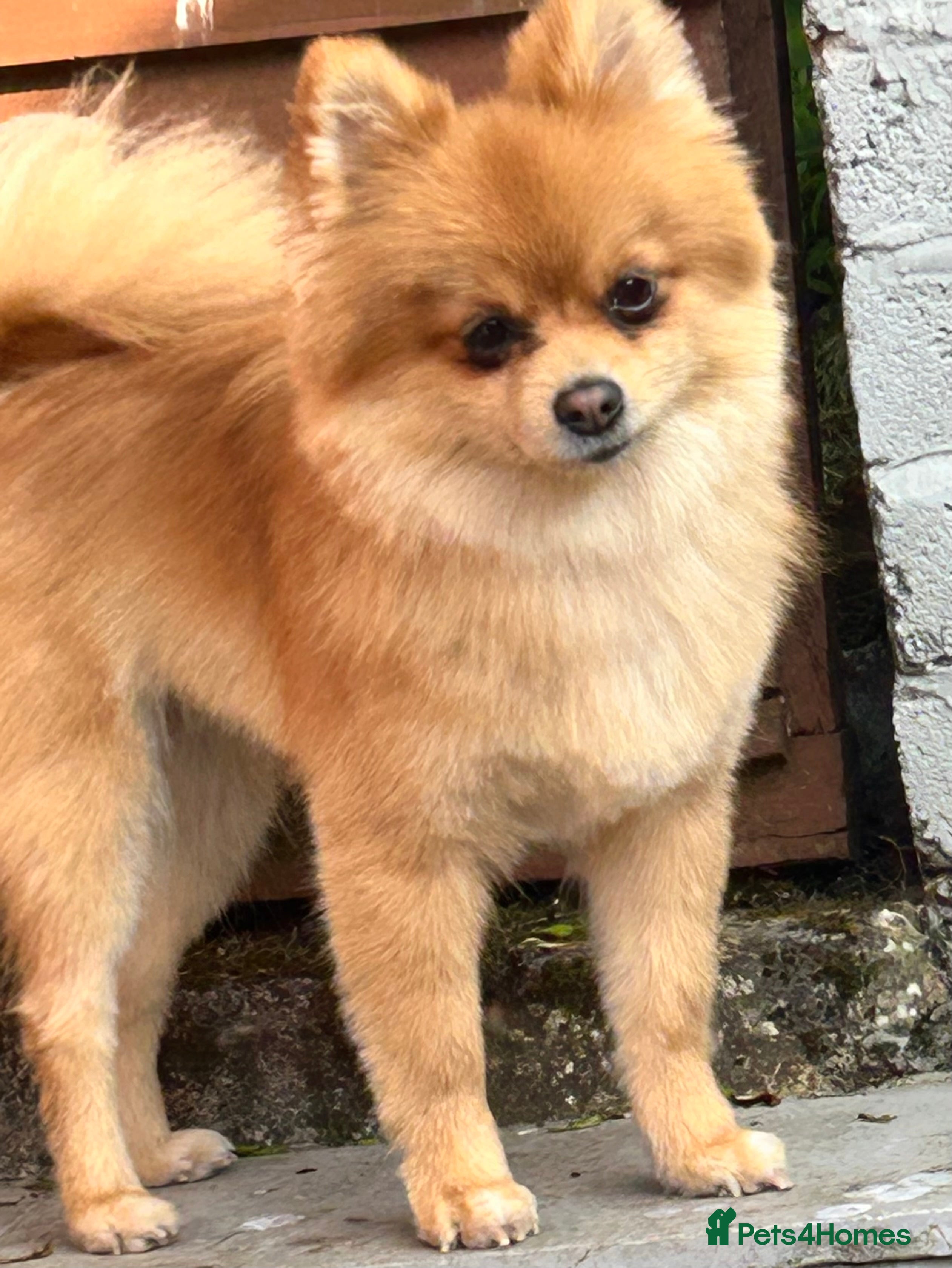 Pomeranian dogs Pomeranian puppy  - Advert 1