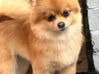 Pomeranian dogs Pomeranian puppy - Advert 7