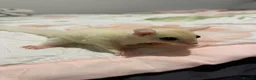 Sugar Glider rodents for sale: Sugar Gliders Grey + Leu (Details in Description) - Advert 18
