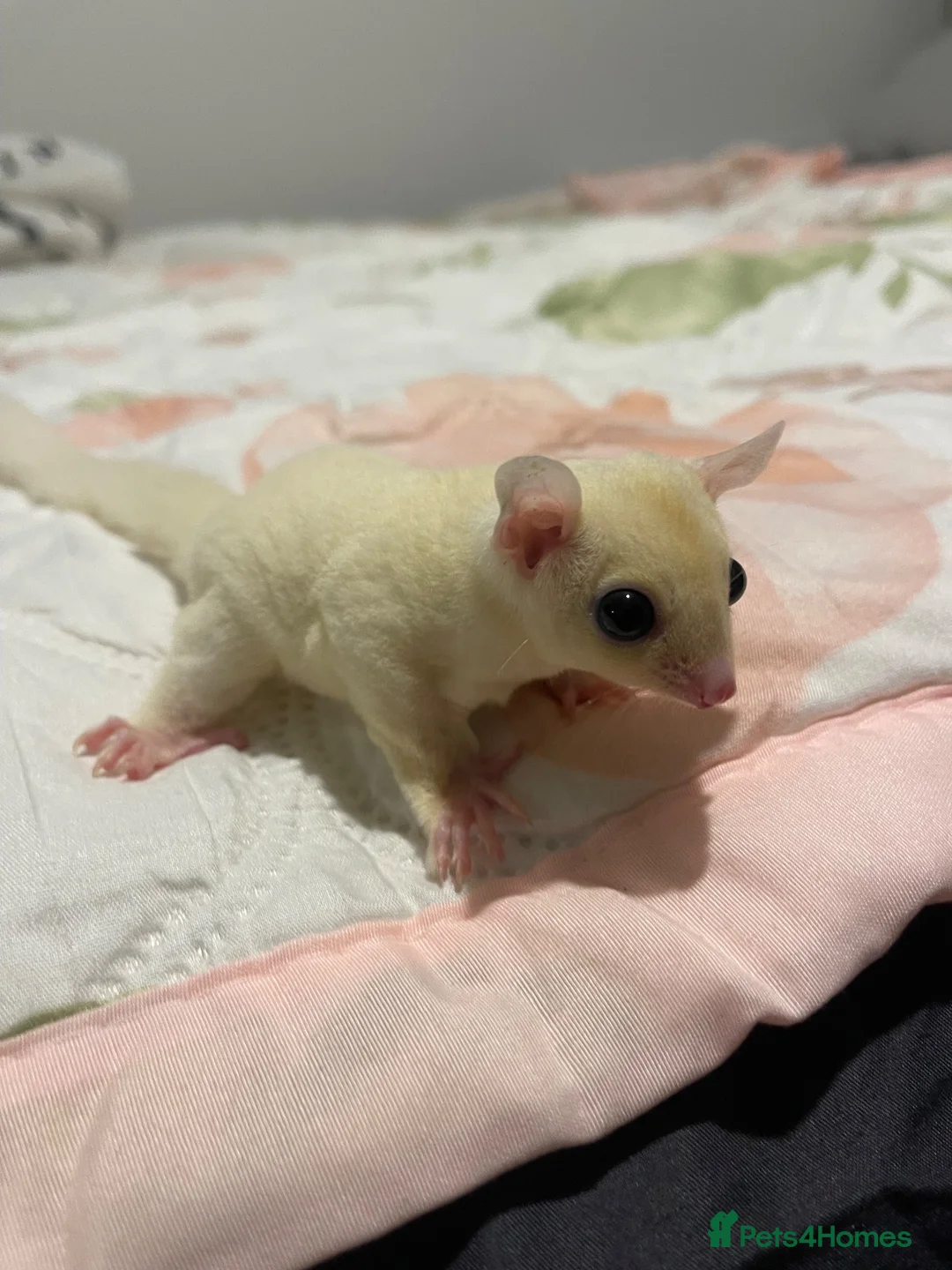 Sugar Glider rodents for sale: Sugar Gliders Grey + Leu (Details in Description) - Advert 18