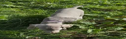 Weimaraner dogs for sale: KC weimaraner girl READY NOW - Advert 7