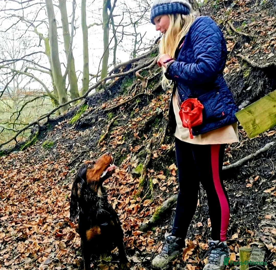 Cocker Spaniel dogs for stud: KC Pedigree Cocker Spaniel FULL DNA TESTS in Bristol - Advert 2