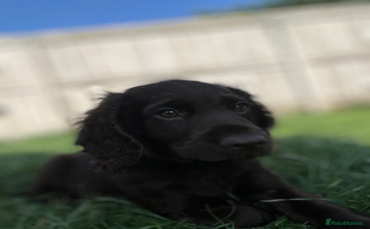 Cocker Spaniel dogs - Advert 7