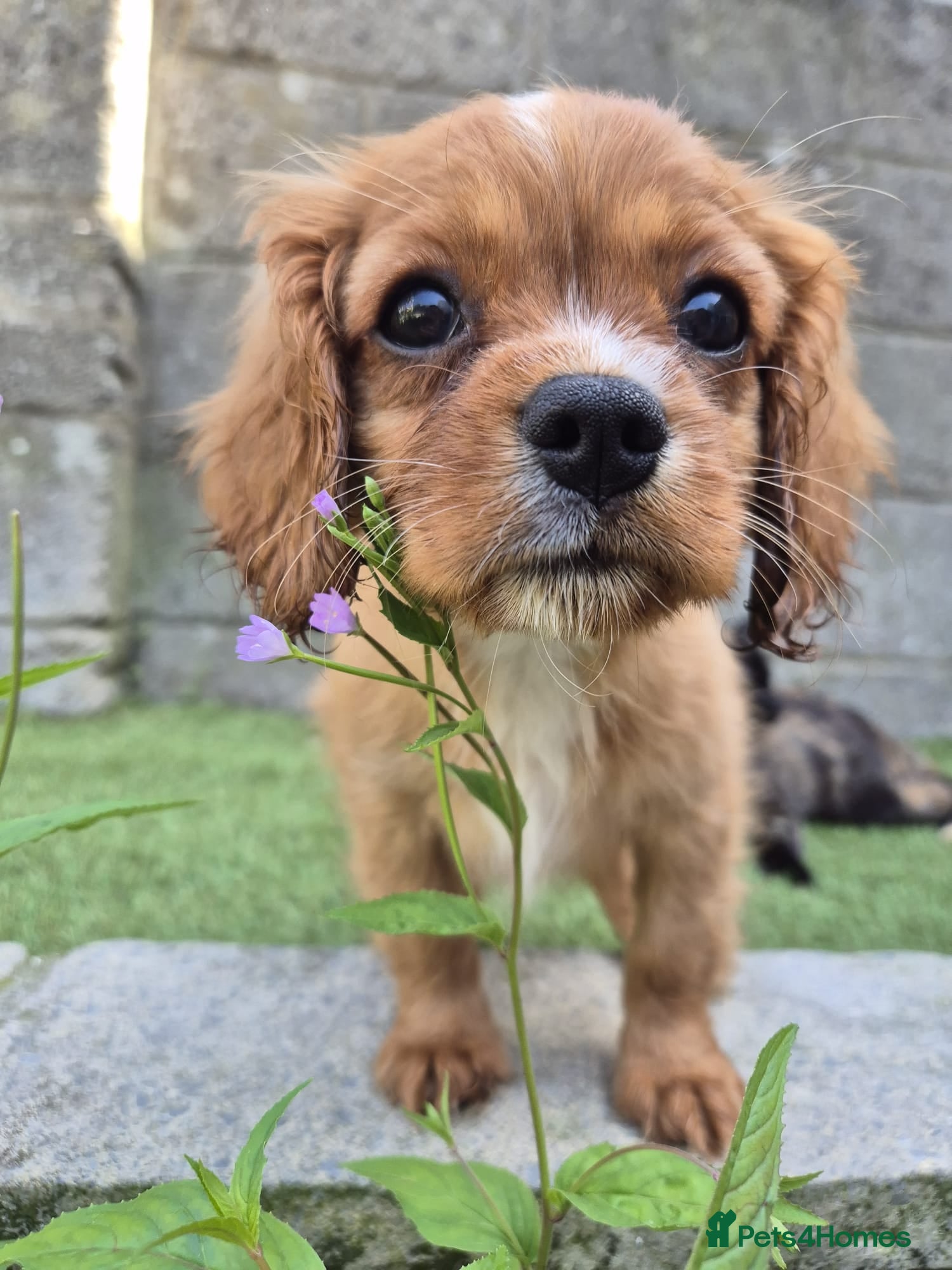 Cavalier King Charles Spaniel dogs Absolutely beautiful King Charles Cavalier puppies - Advert 1