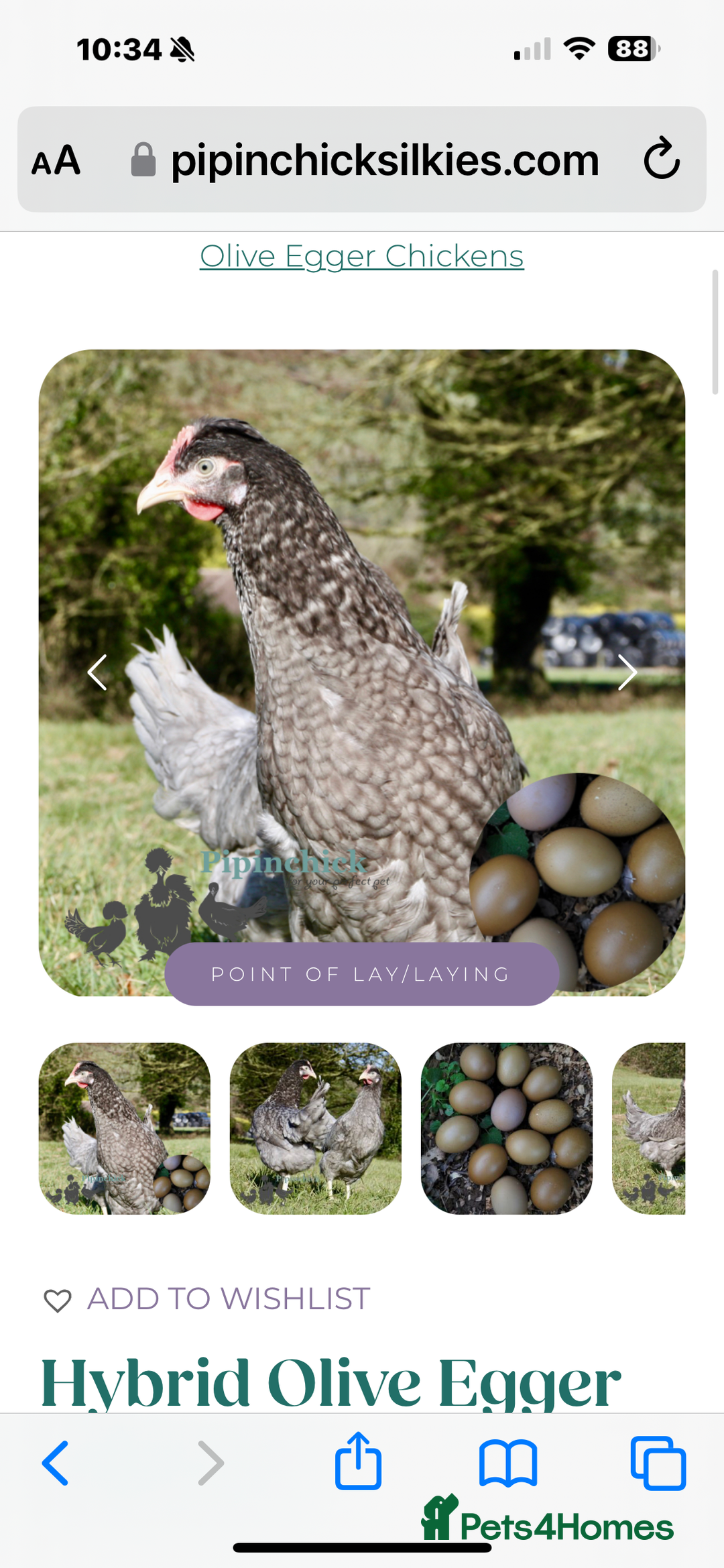 Chickens poultry for sale: Job lot chicken set up including 9 chickens - Image 6