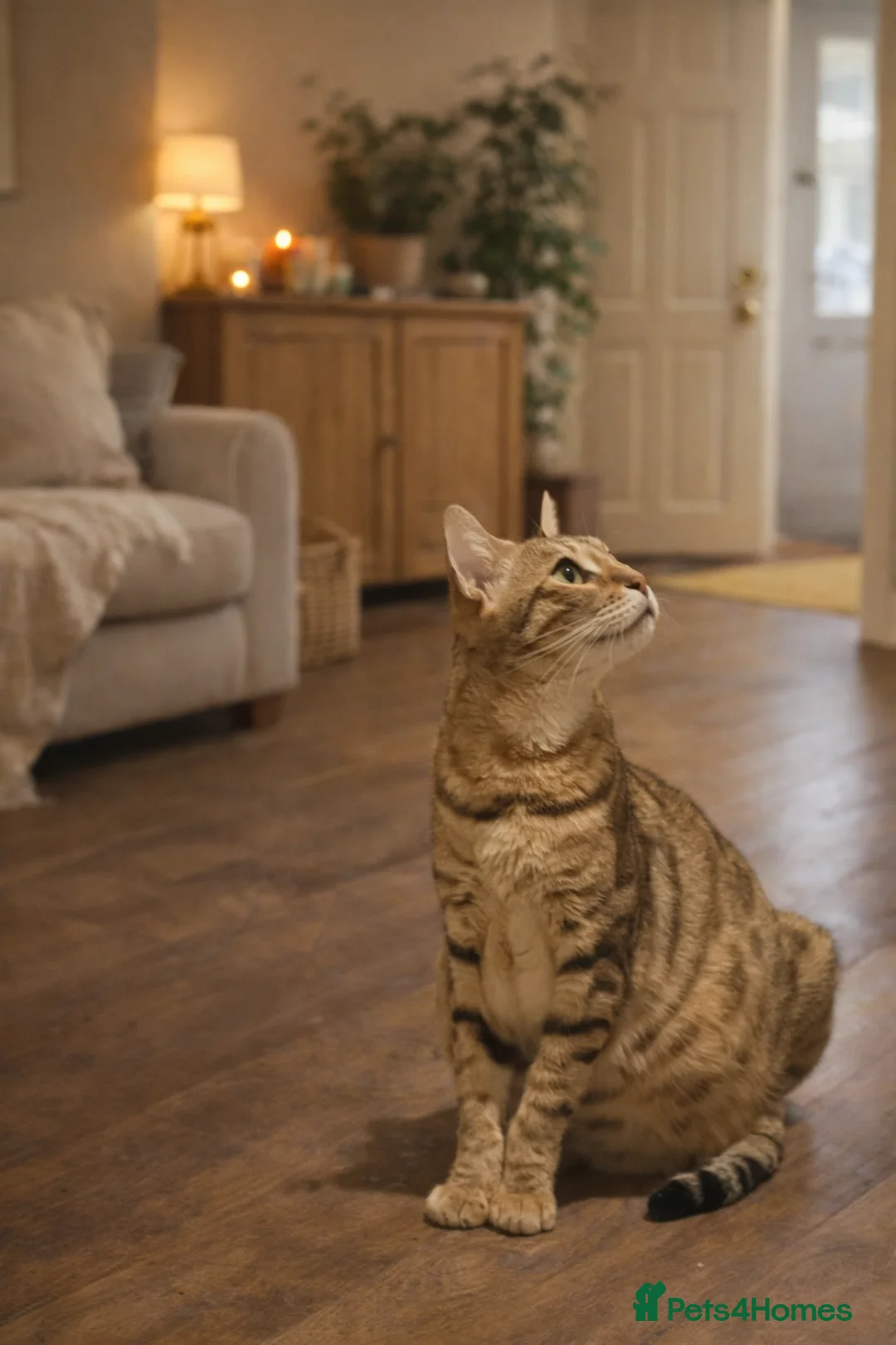 Mixed Breed cats for sale: Bengal Cross Kittens – Ready End of April - Advert 5