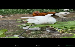 Rex rabbits for sale: Baby rabbits with blue and red eyes color - Image 3