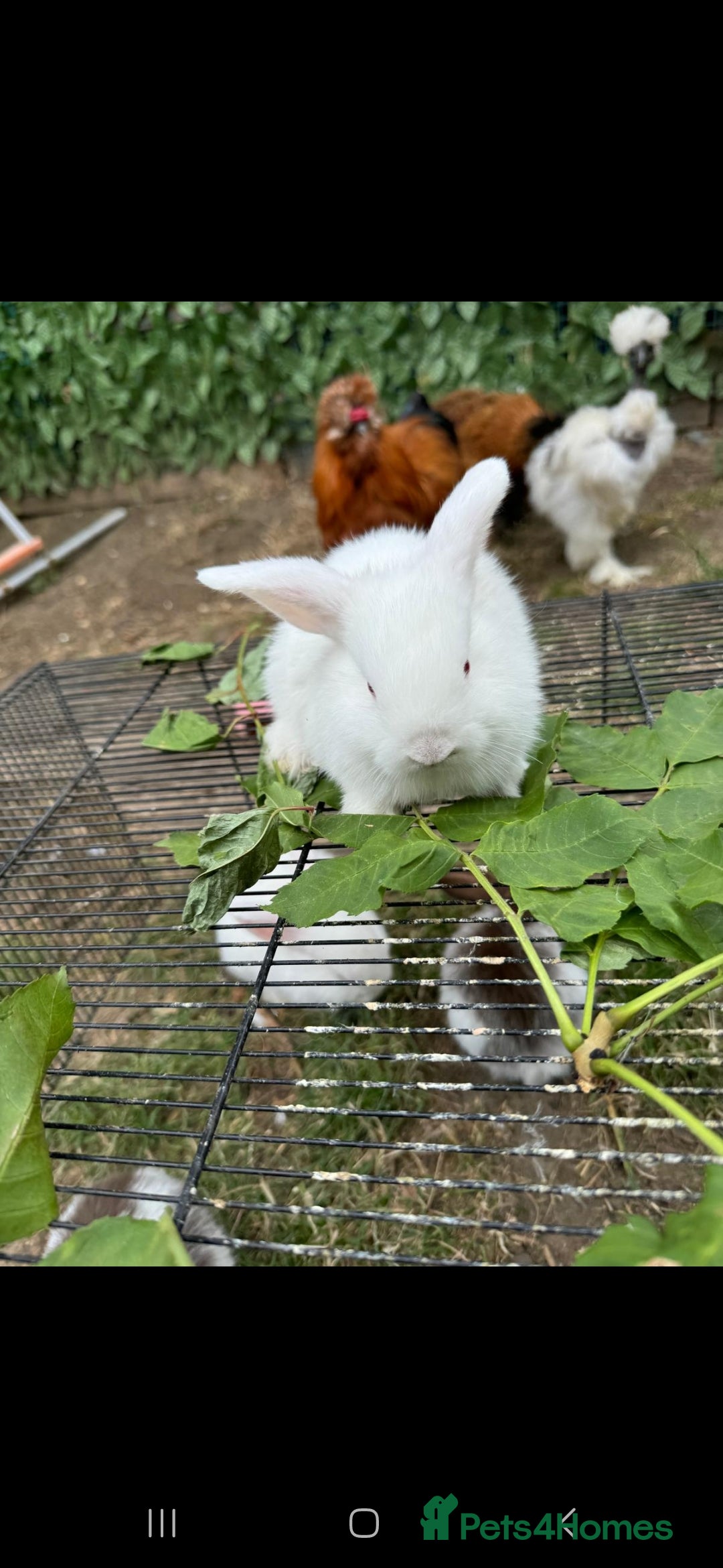 Rex rabbits for sale: Baby rabbits with blue and red eyes color - Image 3