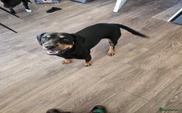 Mixed Breed dogs for sale: Cockador 8 months old - Image 3