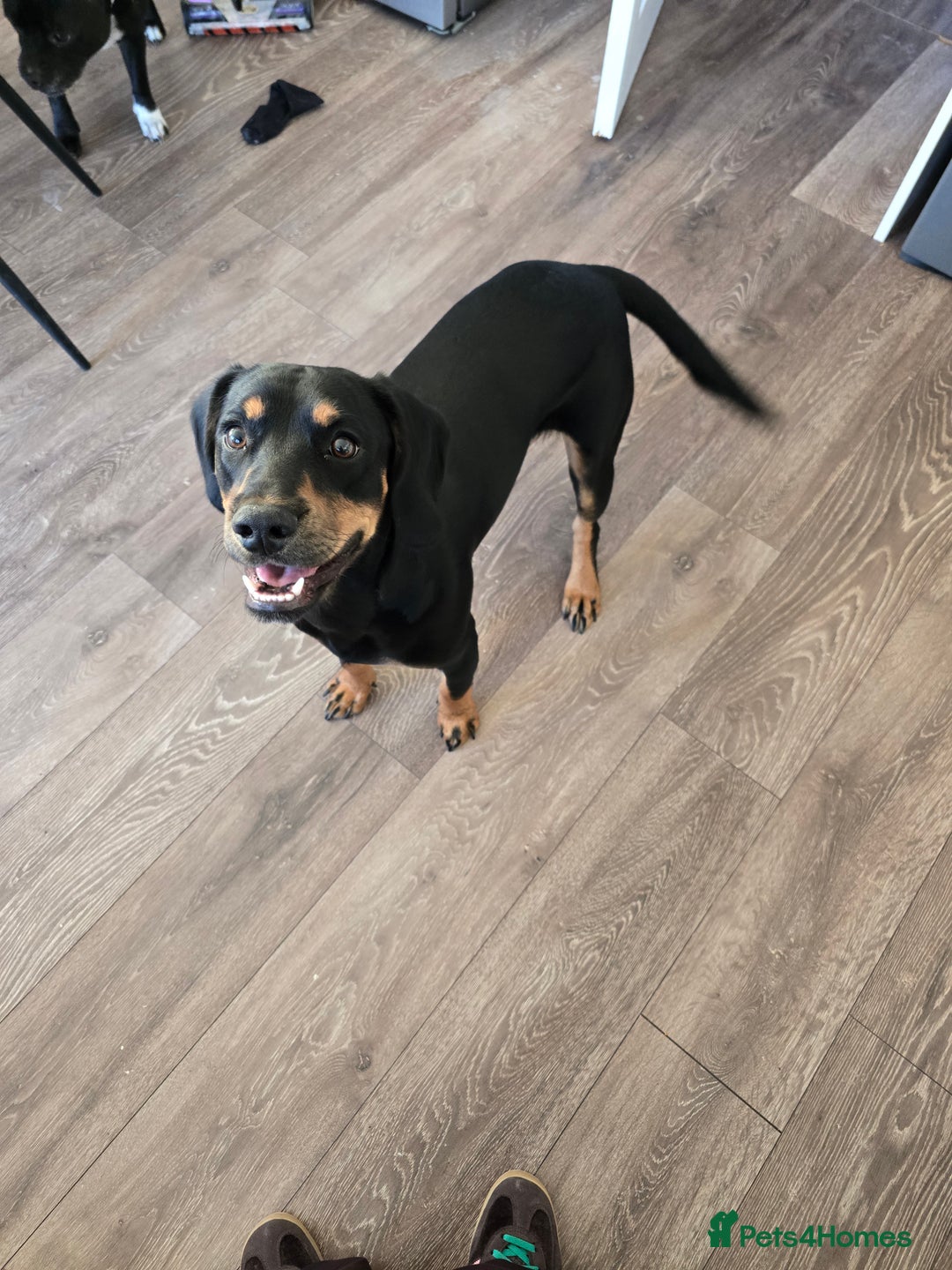 Mixed Breed dogs for sale: Cockador 8 months old - Image 3