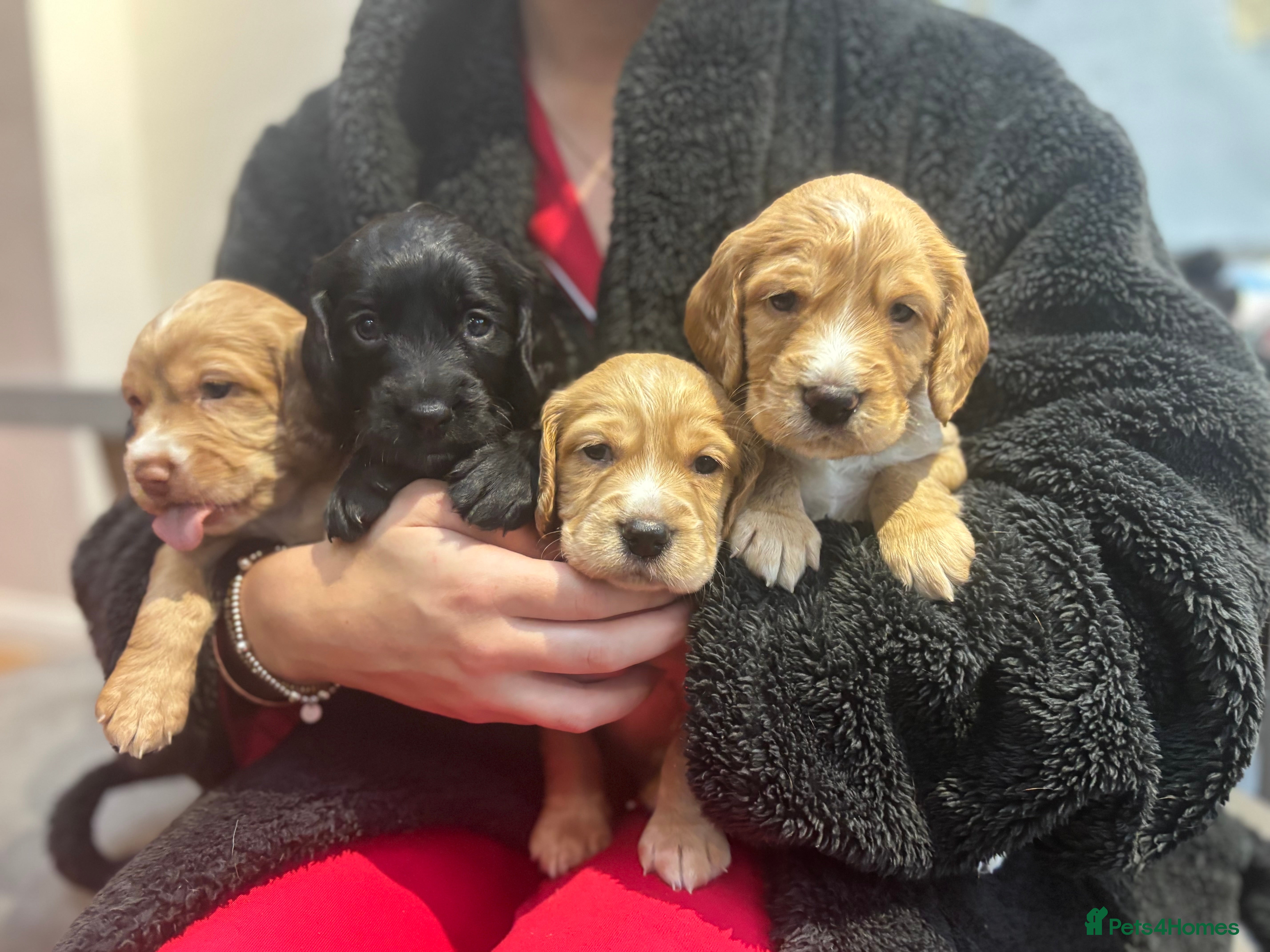 Cocker Spaniel dogs Working cocker spaniel pups 4 boys left  - Advert 3