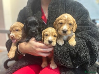 Cocker Spaniel dogs Working cocker spaniel pups 4 boys left - Advert 15