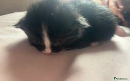 Bombay cats for sale: Kittens for sale  - Image 8