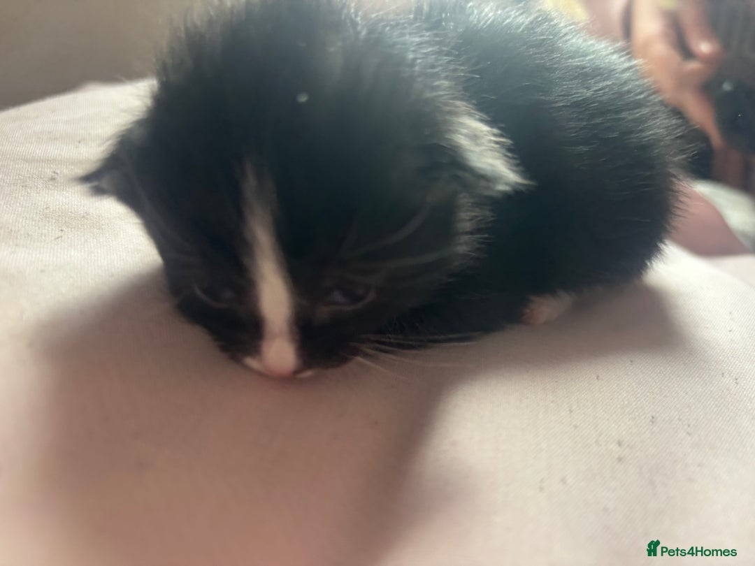 Bombay cats for sale: Kittens for sale  - Image 8