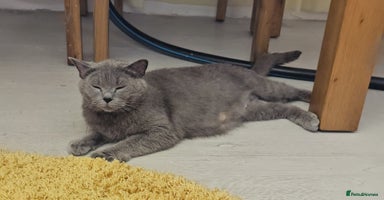 British Shorthair cats - Advert 8
