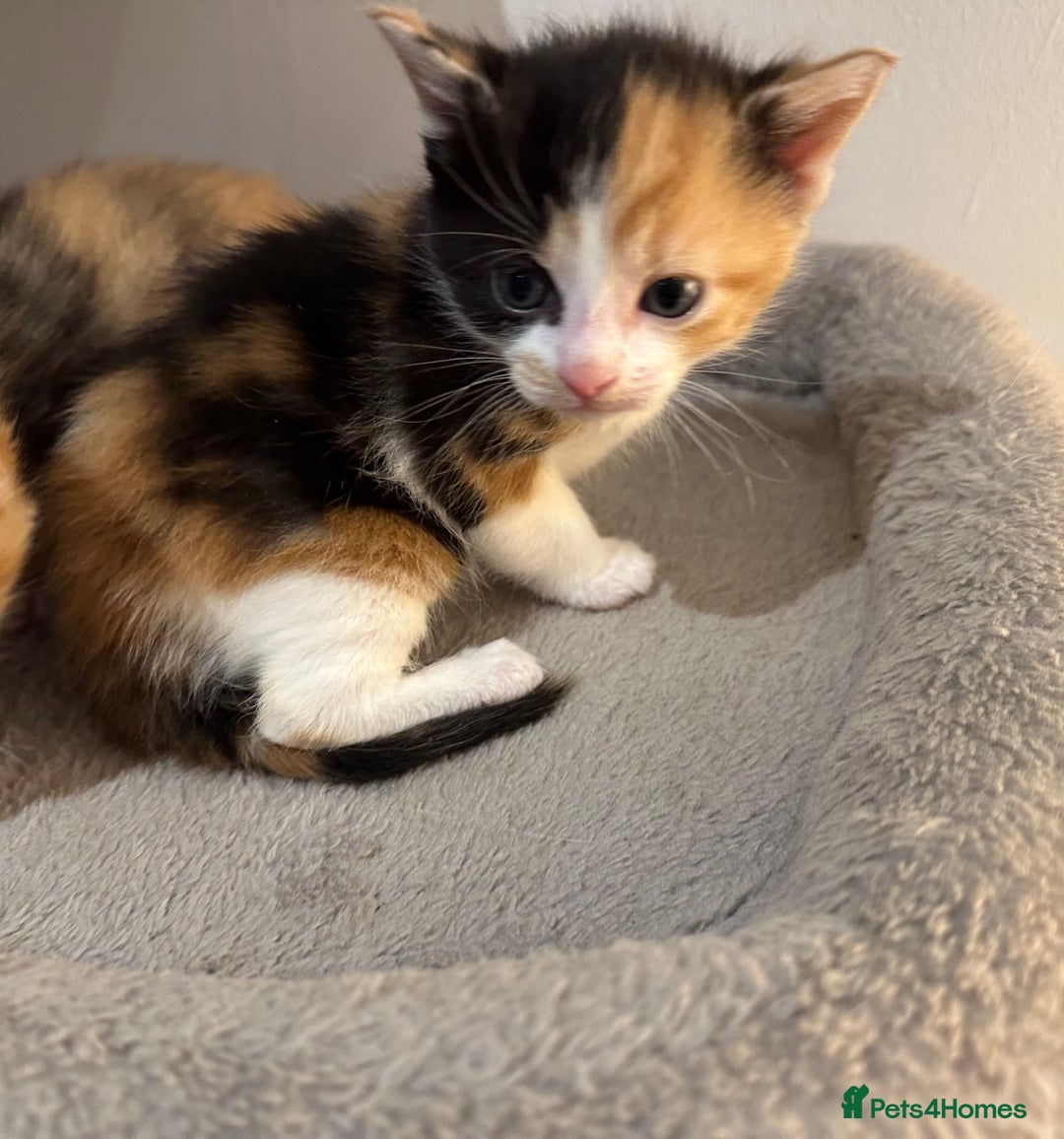 Domestic Shorthair cats for sale: 🐾Sorry….All REHOMED now 🥰 🐾 - Advert 8