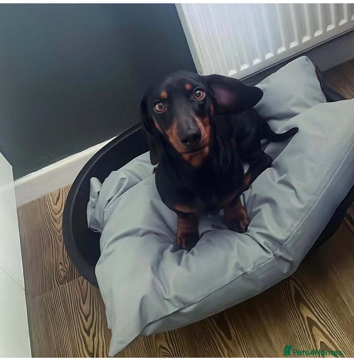 Miniature Dachshund dogs 🐾 Miniature Dachshund Stud Available 🐾 in Wrexham - Advert 5