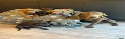 Labrador Retriever dogs for sale: Exceptional Silver & Charcoal Labrador Puppies - Advert 3