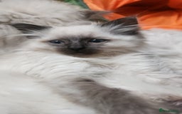 Ragdoll cats for sale: Ready now x - Advert 8