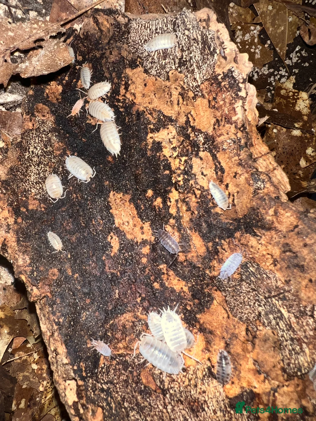 Frog reptiles for sale: Snow White Isopods (Porcellio Laevis) - Advert 6