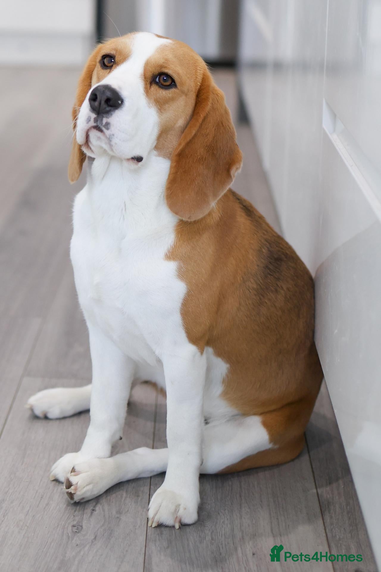 Beagle dogs Female beagle seeking sofa - Advert 1