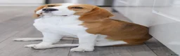 Beagle dogs for sale: Female beagle seeking sofa - Advert 1