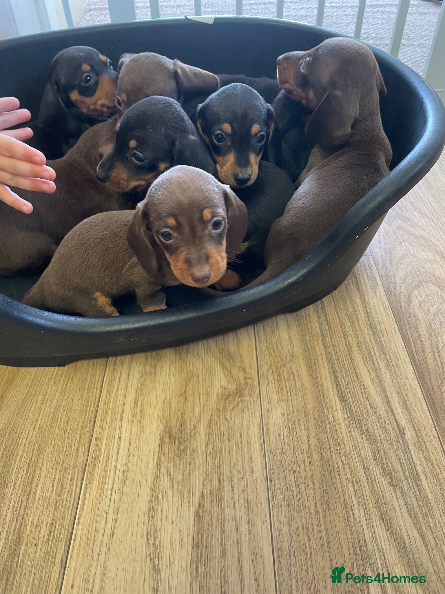 Miniature Dachshund dogs Miniature Dachshund Pup 🐶  - Advert 4