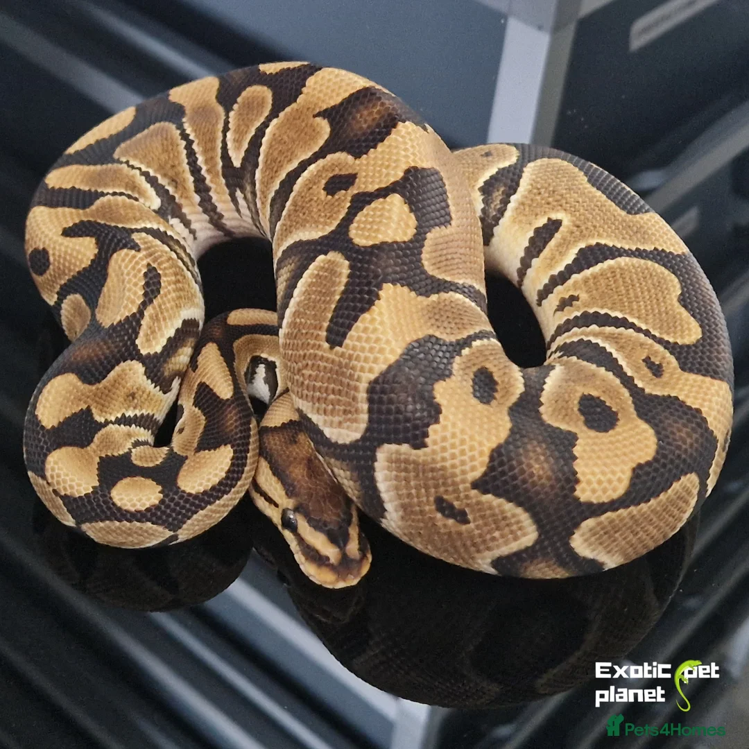 Python Snake reptiles for sale: Various Royal Pythons from £30 in Tadcaster - Advert 1