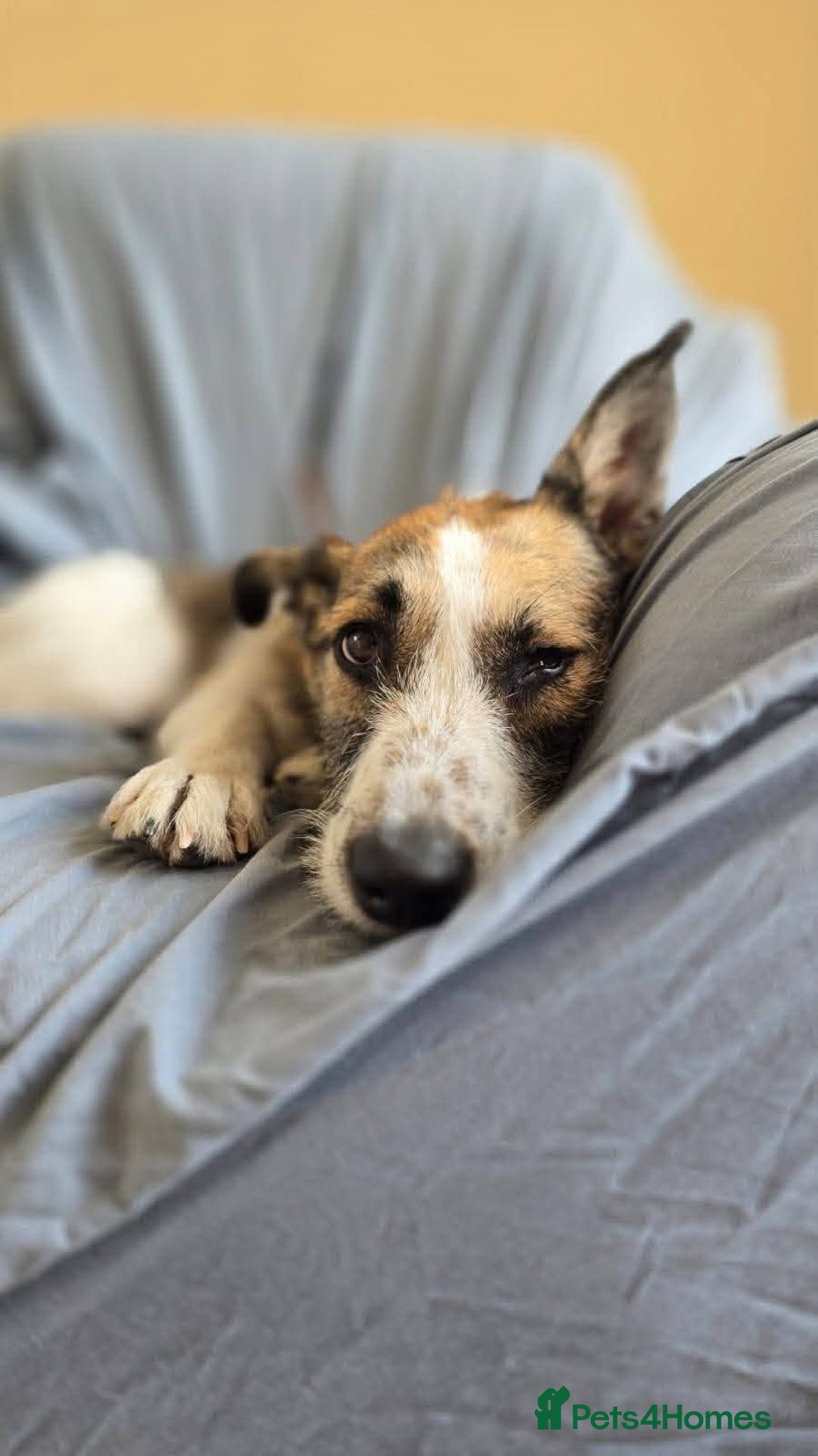 Mixed Breed dogs for adoption: Meet Winnie, currently residing in Wirral - Advert 3